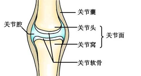 关节结构模式图