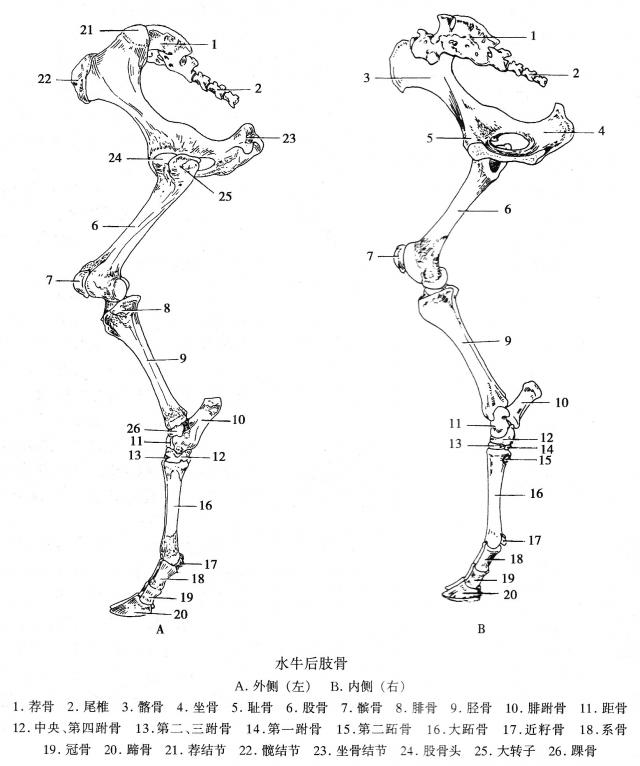 水牛后肢骨