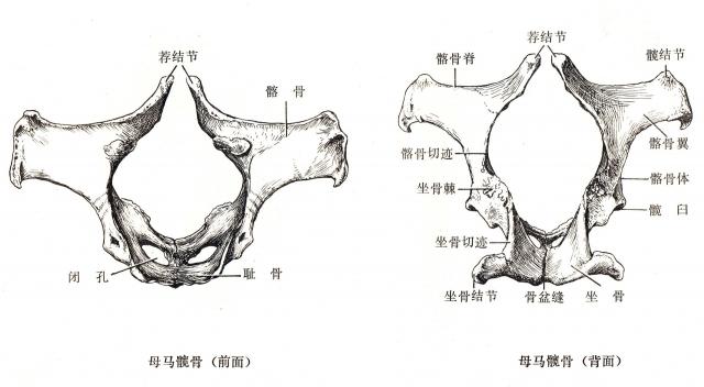 母马髋骨