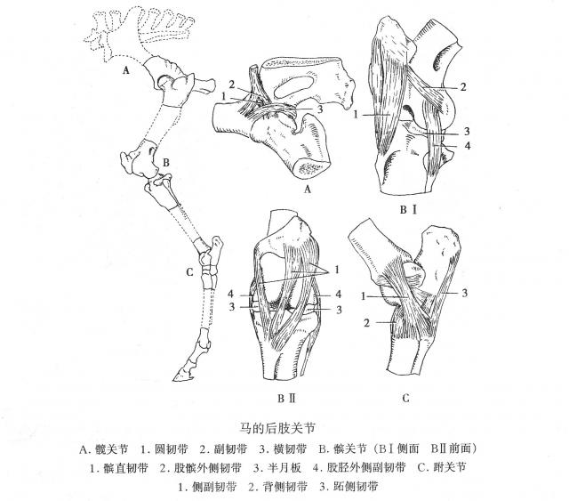 马的后肢关节