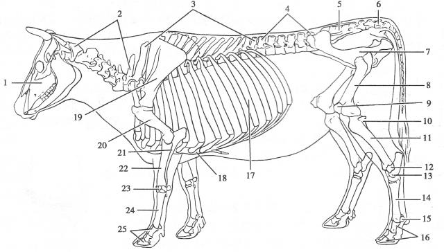 牛的全身骨骼