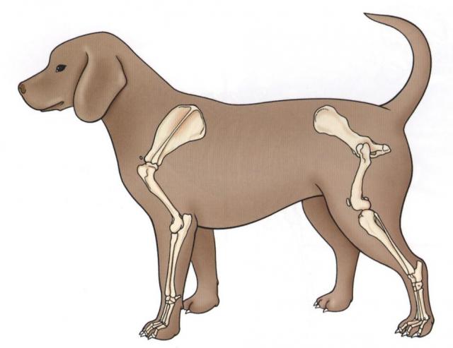 犬附肢骨骼之局部解剖