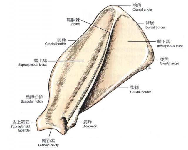 犬左侧肩胛骨（外侧面）