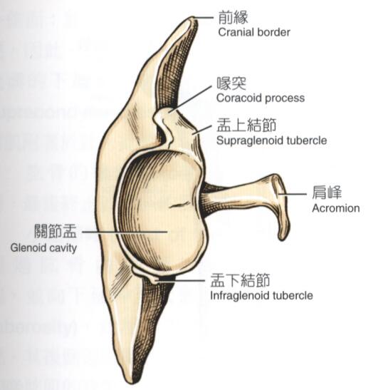 犬左侧肩胛骨（腹面）