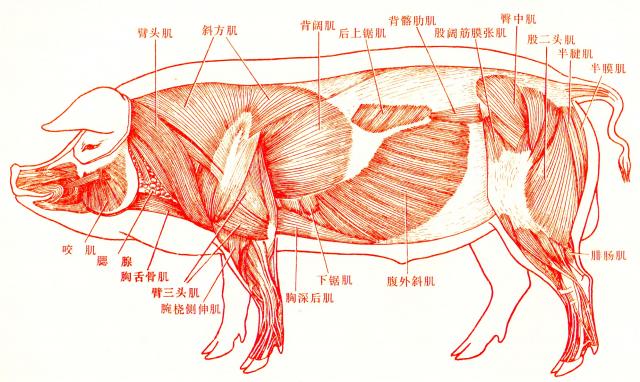 猪肌肉结构图图片