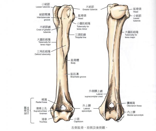 犬左侧肱骨（前侧及后侧观）