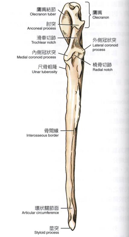 犬左侧尺骨（前侧观）