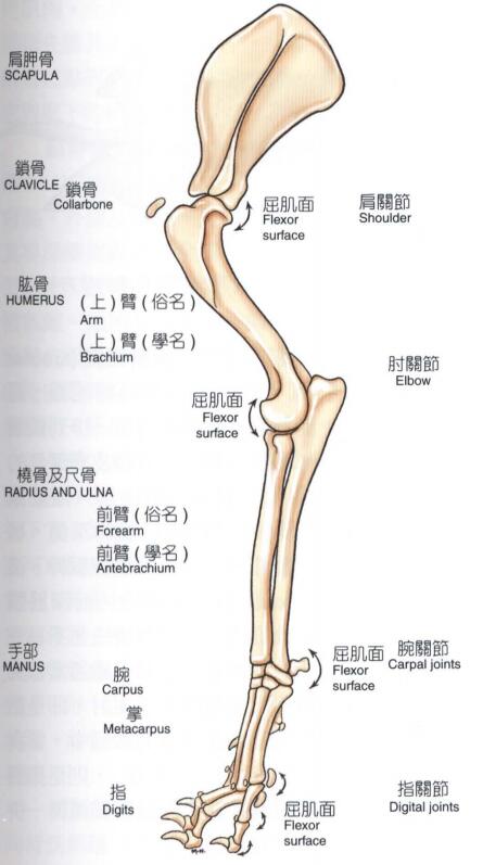 犬左前肢骨骼肌关节之屈肌面