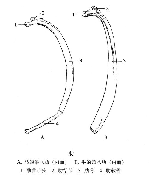 肋（马和牛的第八肋）