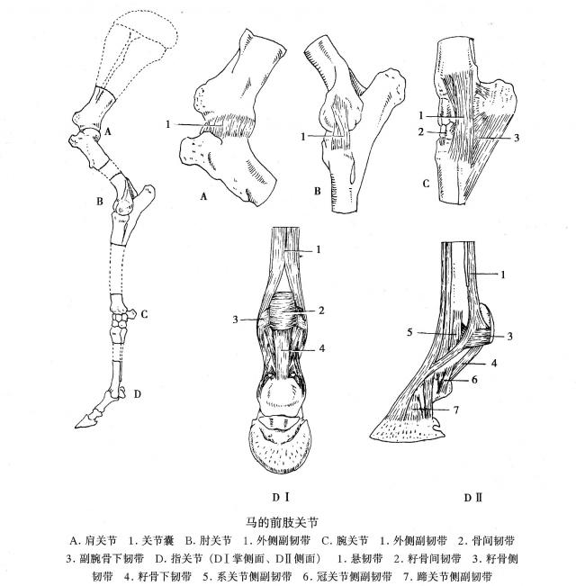 马的前肢关节