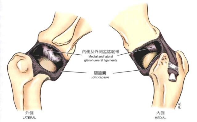 犬左侧肩关节关节囊