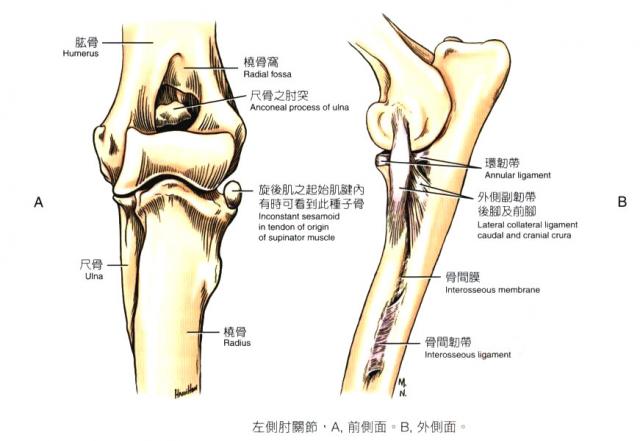 犬左侧肘关节