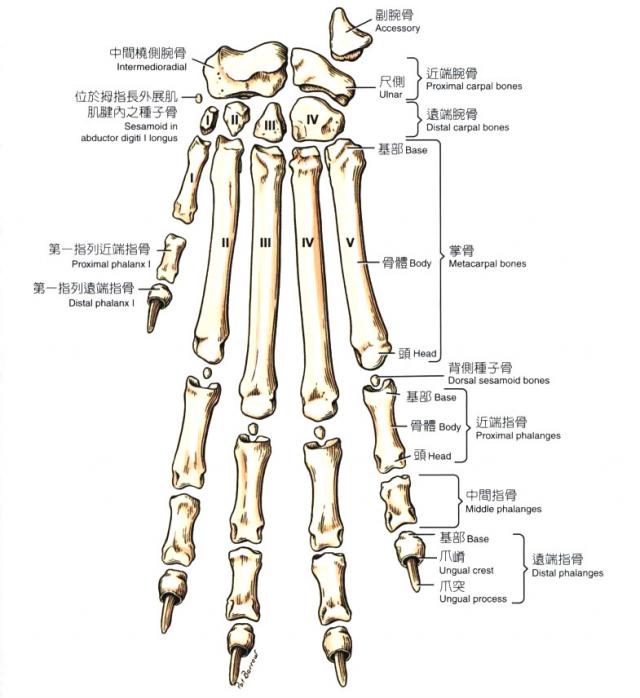 犬左侧前掌（背侧观）