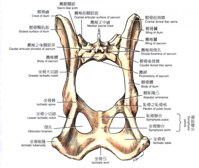 犬髋骨（背侧观）