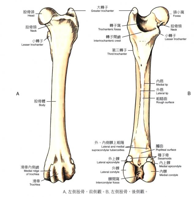 犬左侧股骨