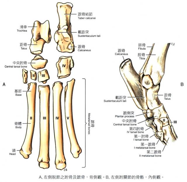 犬左侧跗骨及跖骨
