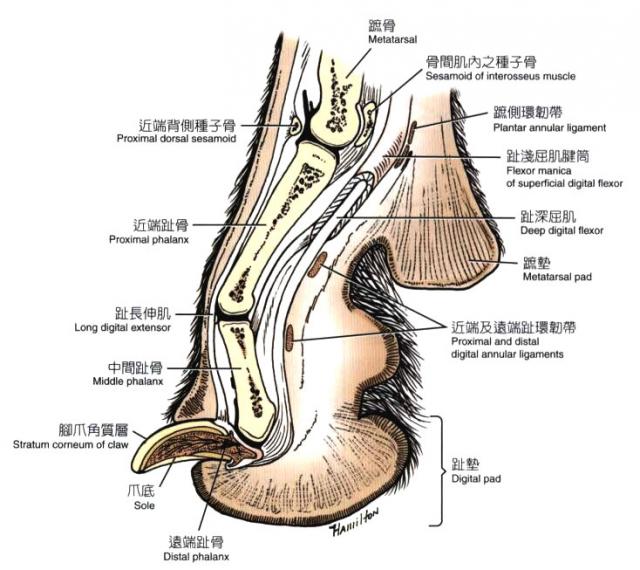 犬后脚掌第三趾正中切面