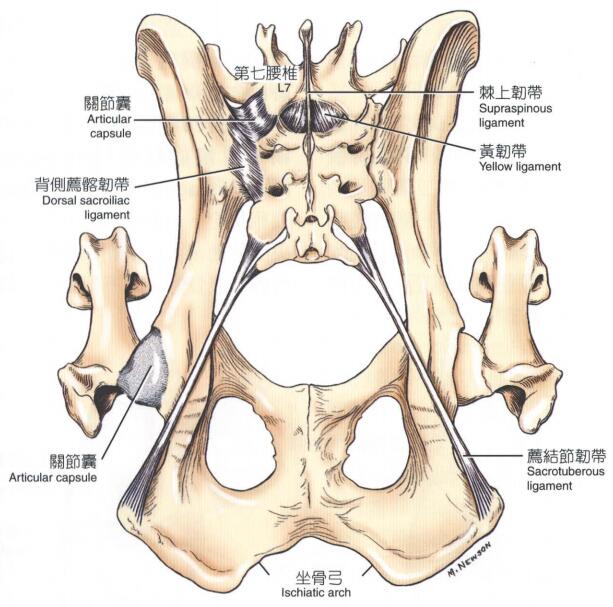 犬骨盆韧带（背侧观）