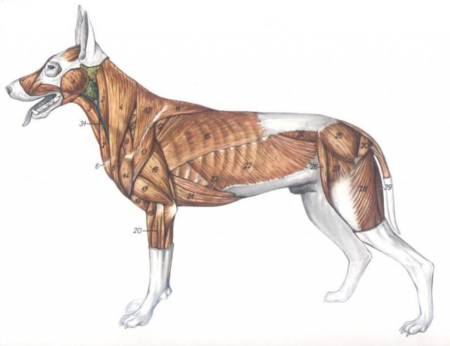 犬科动物肌肉结构图图片