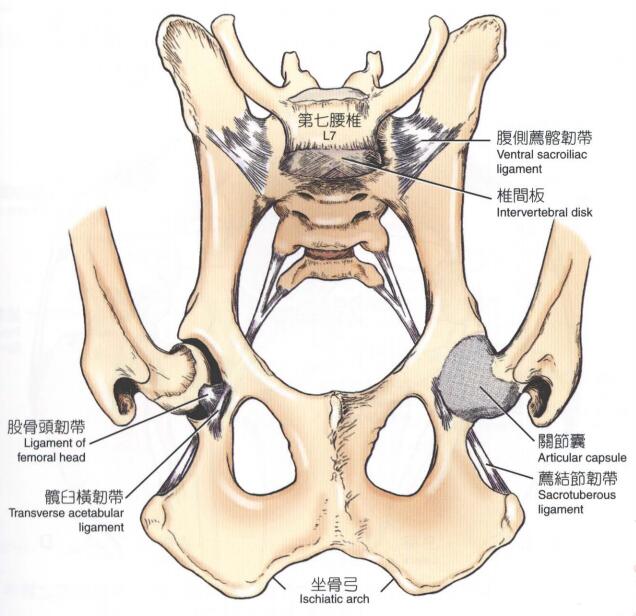 犬骨盆韧带（腹侧观）