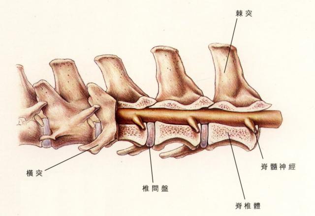 脊柱的连结