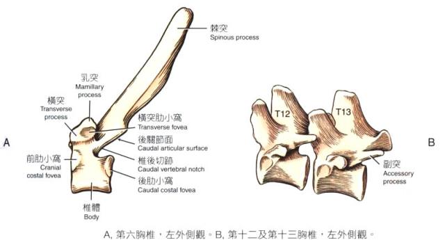 狗狗背部脊椎骨图解图片