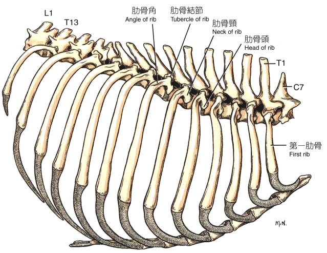 犬胸廓（右外侧观）