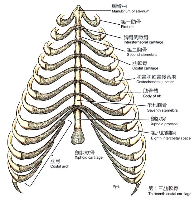 犬胸廓（腹侧面观）