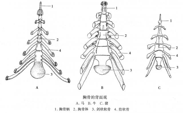 胸骨的背面观