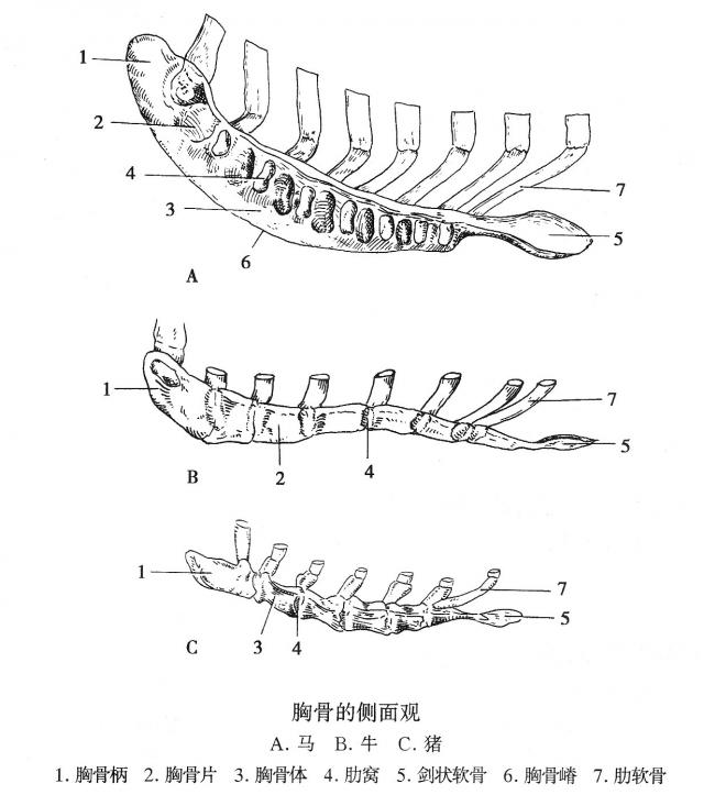 胸骨的侧面观