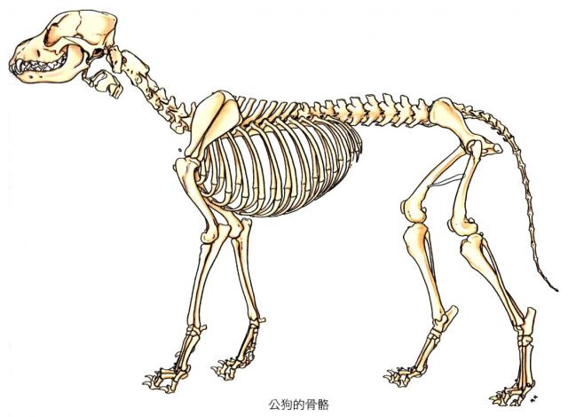 公犬全身骨骼