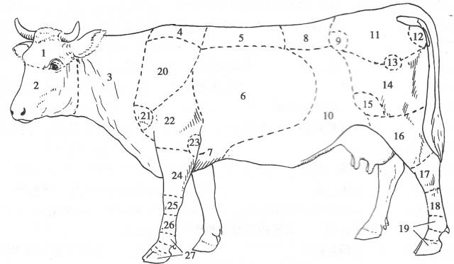 动物体体表主要部位与方位识别 云端兽医知识库 技术文章