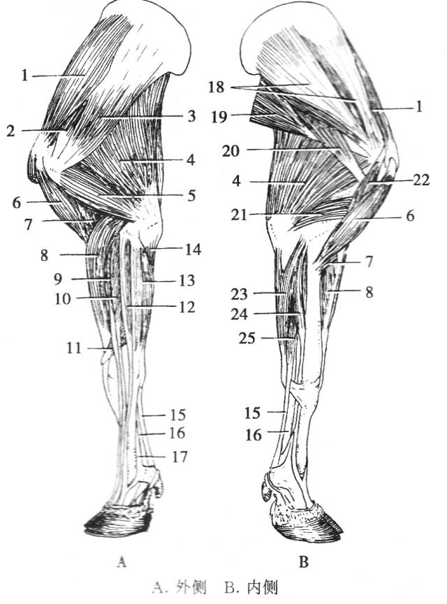 2-7-2-牛的前肢肌
