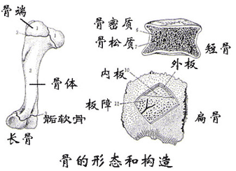 骨的形态和构造