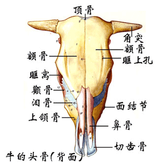 牛的头骨（背面）