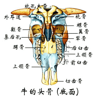 牛头骨（底面）