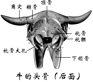 牛头骨骼结构图图片
