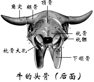 牛的骨骼详解图解剖图图片