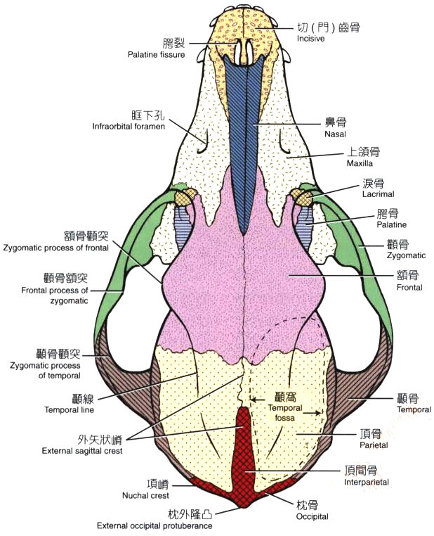 狗头骨骼结构图图片