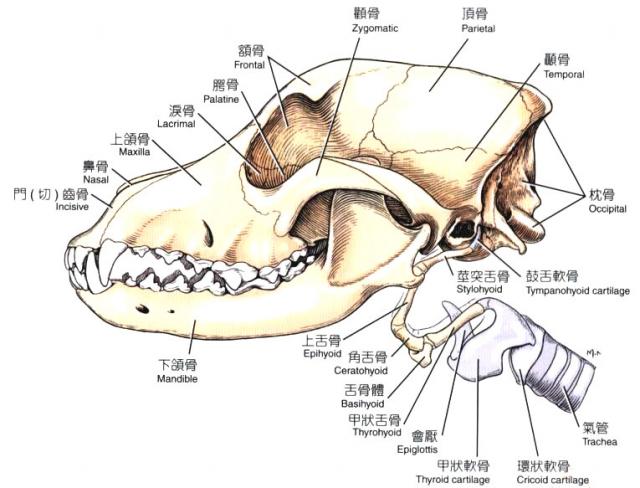 犬头骨、舌器及喉（外侧观）