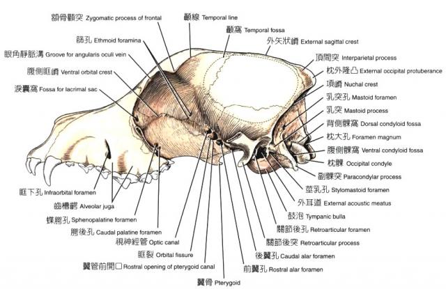 狗头骨骼结构图图片
