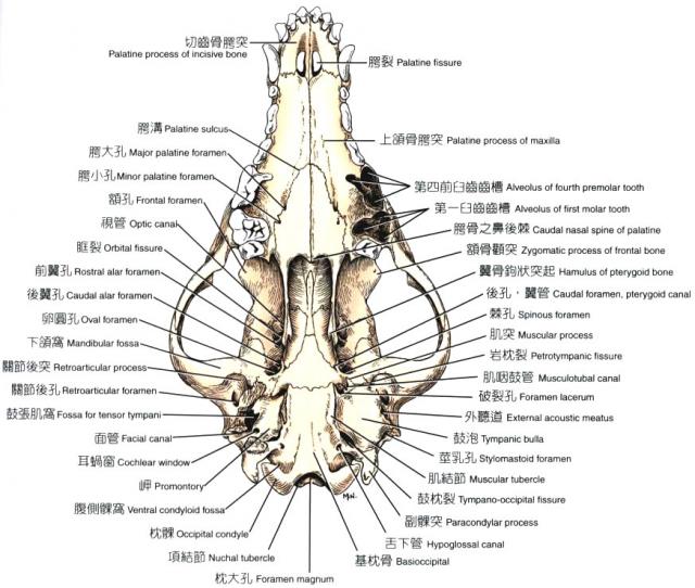 狗头骨骼结构图图片