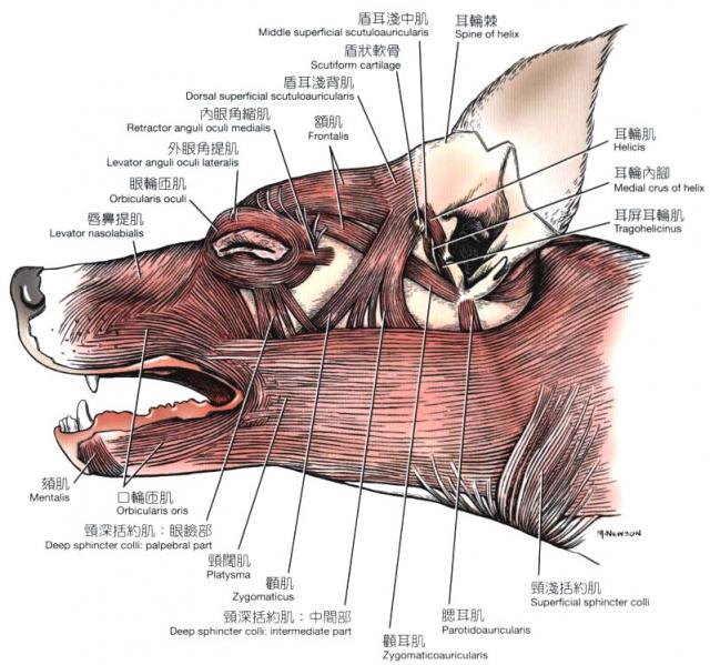 犬头部浅层肌
