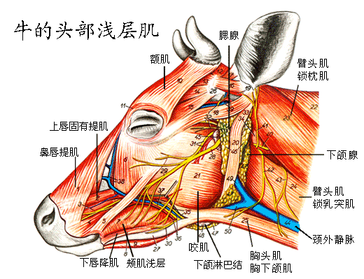 牛的头部浅层肌