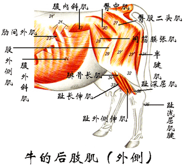 牛的后肢肌（外侧）