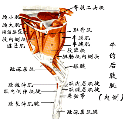 牛的后肢肌（内侧）