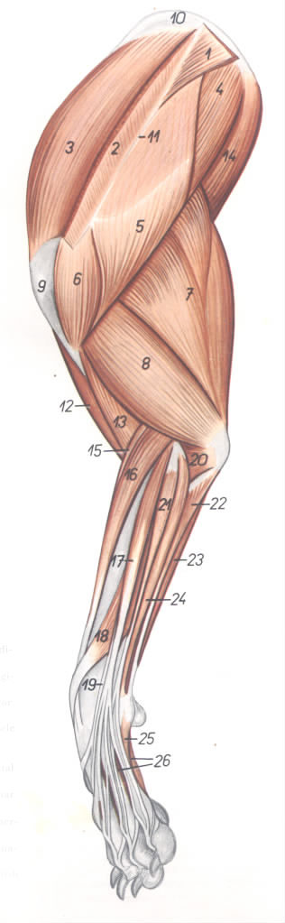 2-7-8-犬前肢肌（外侧）