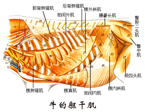 牛的躯干肌