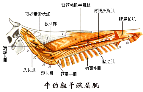 牛的躯干深层肌