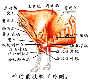 牛的前肢肌（外侧）